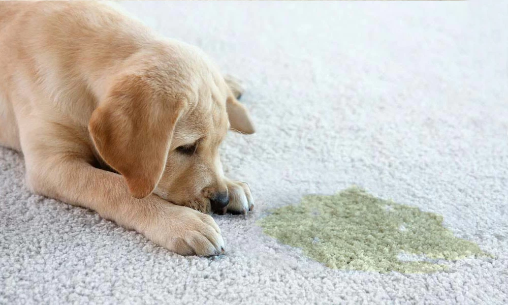 Tough pet stains