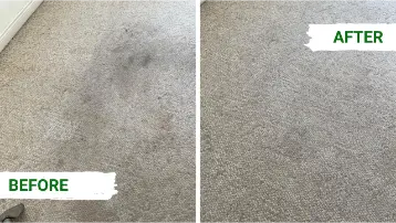 Before and after carpet cleaning showing removal of pet urine stains and odor from carpet fibers