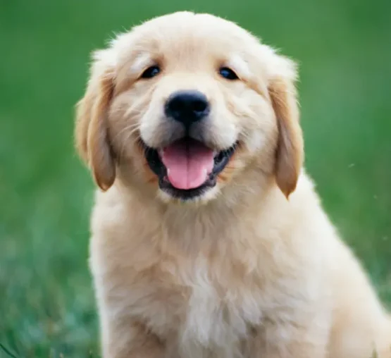 Golden retriever puppy for an article explaining what kills strong urine smell from carpets.