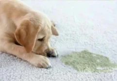 Mobile_1000x600_PURT-300x180