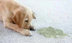 Dog beside a urine stain showing how carpet cleaning can get rid of dog urine.