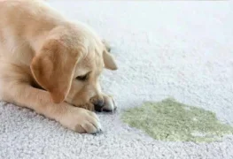 Dog beside a urine stain on carpet, highlighting what kills strong urine smell effectively.