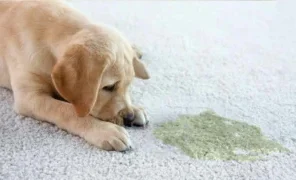 Dog sniffing a freshly made pet urine stain on the carpet, showing the need for effective cleaning solutions