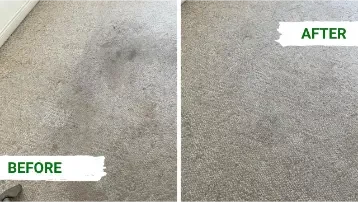 Before and after carpet cleaning showing removal of pet urine stains and odor from carpet fibers