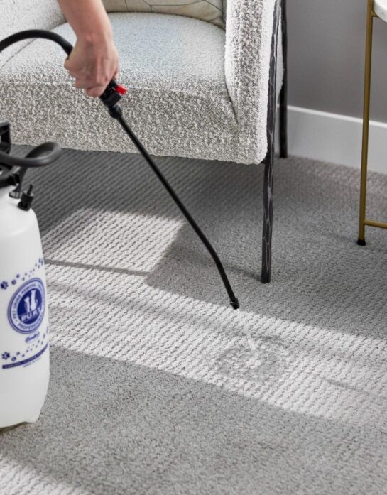 c3 Technician applying eco-friendly carpet cleaning solution during professional carpet cleaning service in Calgary by Eco Valley Chem-Dry.