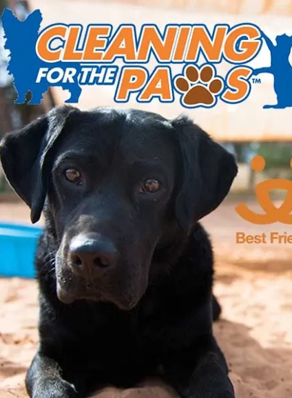 Black Labrador featured in the Chem-Dry Cleaning for the Paws program