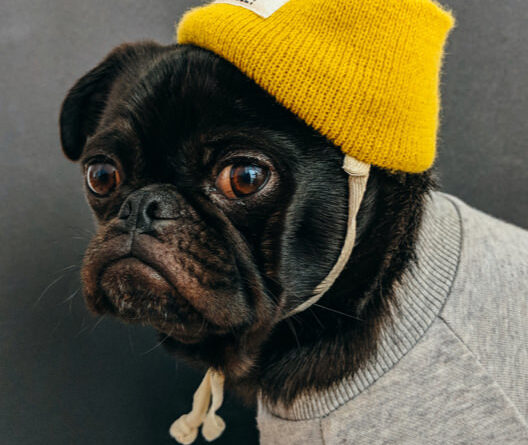 Close-up image of a dog wearing a sweater, representing common pet-related challenges and the need for effective pet odor removal solutions in homes
