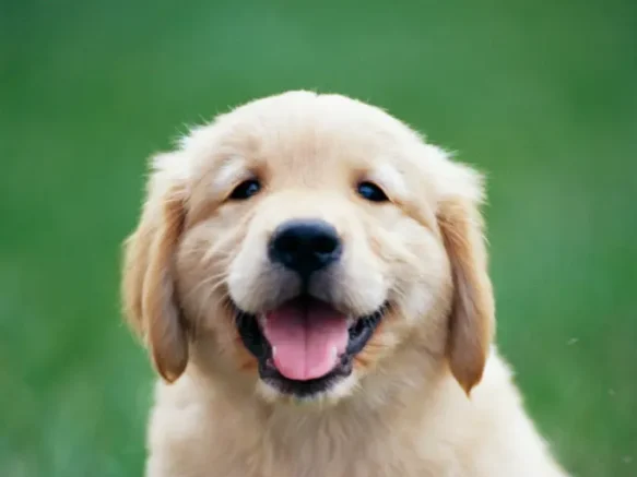 Happy puppy enjoying a fresh, clean home after professional Pet Odor Cleaning Services, creating a healthier and odor-free environment for pets and families